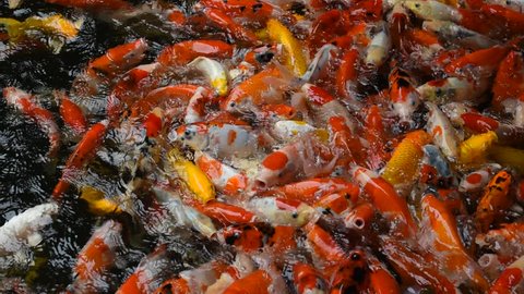 Multicolored Fancy Carp are swimming for food that Japanese people enjoy watching.