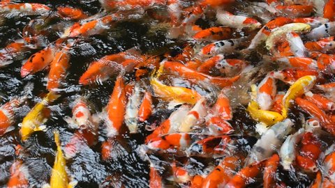 Fancy Carp  are swimming to find food to eat, which is popular for Japanese people to play today. The new species of fish fancy carp are developed in 13 commercial species.