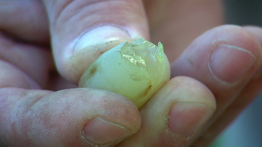 Farmer squeezing a ripe grape shows the clear flesh and juice.