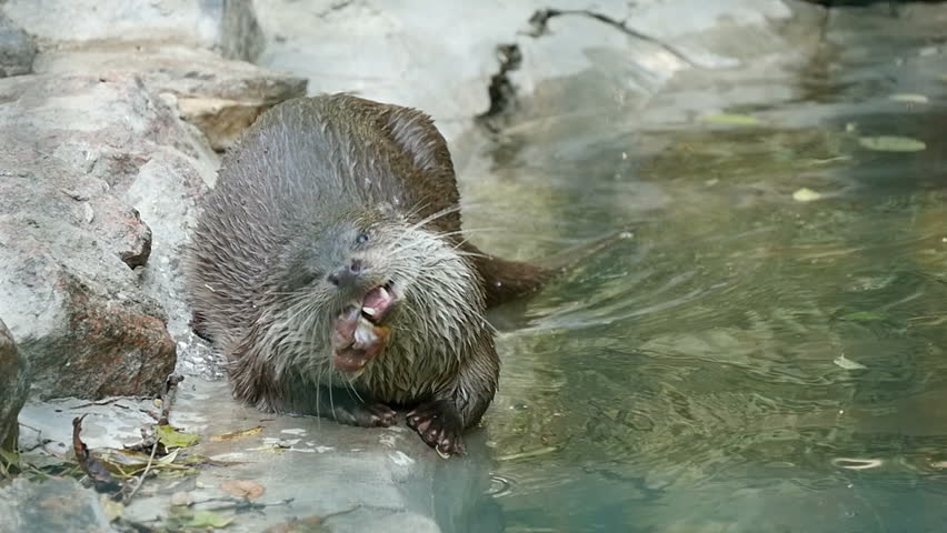 A nice black and gray otter with long slim body and short clawed paws eats meat happily on the rocky coast of some lake in a zoo on a sunny day in summer. It looks enigmatic and funny 