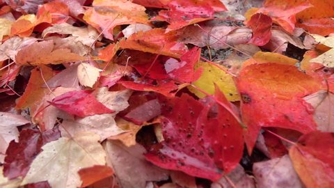 SLOW MOTION CLOSE UP: Wet fallen leaves laying on road in rainy autumn season. Drenched colorful autumn leaves laying on ground after rain in fall. Wet colorful leaves lying on autumn forest road.
