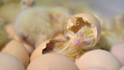 Hatching chicken coming out of an egg. 4K.