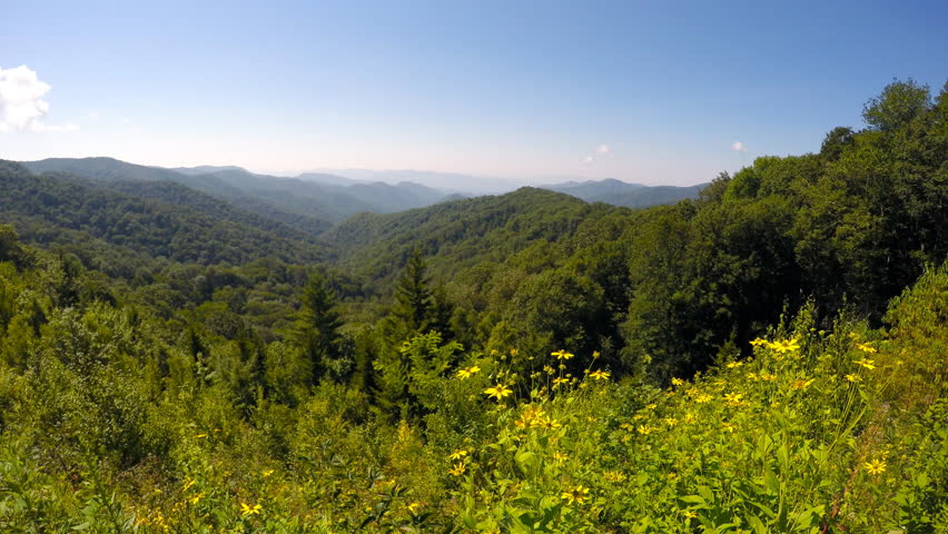 Great Smoky Mountains National Park landscape with mountain ranges and wildflower Maryland golden aster in foreground near Newfound Gap.