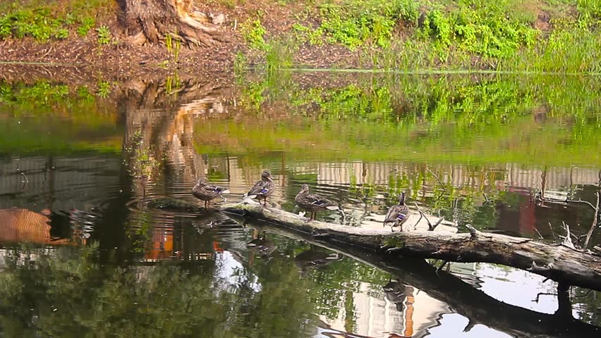 Multiple Ducks Standing on a Tree Limb in a Pond
