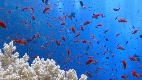 Underwater colorful tropical coral reef with variety of colored fish. School of red reef fish - anthias - on the reef. Scuba diving in the blue water with underwater wildlife.