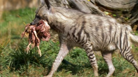 Striped hyena (Hyaena hyaena) carrying prey