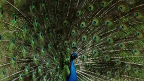 peacock dance
