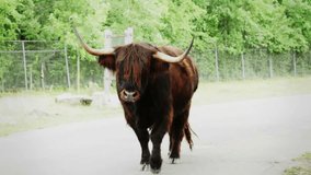 BANG !!! - highland cow charging and hit the camera
