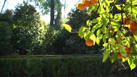 Orange tree in Alcazar Gardens. Alcazar of Seville is royal palace in Seville, Andalusia, Spain, originally developed by Moorish Muslim kings.