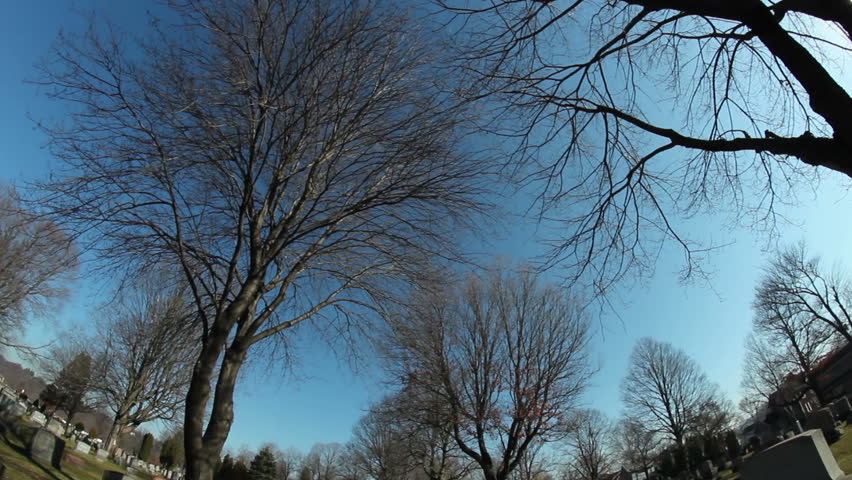 Driving through a cemetery on a crisp winter's day.  Looking up at the branches