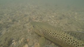 Closeup of brown trout under water