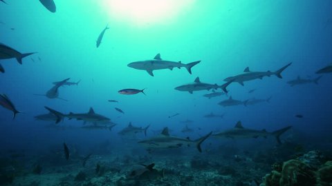 large group of grey reef sharks in backlight on a coral reef in tahiti, french polynesia