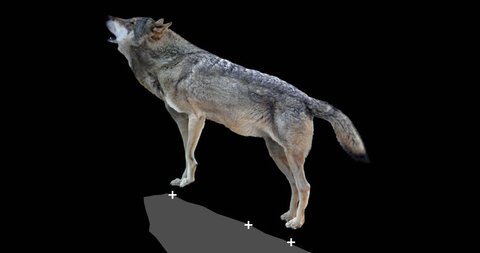Gray wolf howling. An isolated wolf rises to a rock and howls. Animation includes an alpha channel. Version panoramic camera.