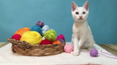 4K HD Video of a small white kitten with heterochromia, or odd-eyed, next to a brown basket with colorful balls of yarn, playing with yarn then looking at viewer. Blue background