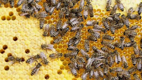 Honey, bees and larvae on a frame in a bee hive.