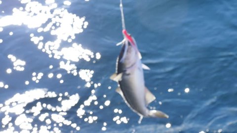 Pulling a Coalfish. Fish caught on deep-sea fishing and pulling from the water. The last fight of the animal. Sea sport fishing close to the boat with fishing line under surface 