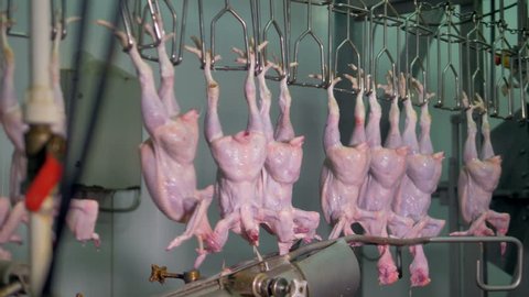 Plucked chicken bodies during head cutting stage at food processing factory.