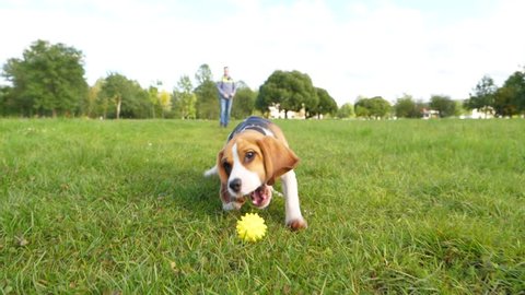 Cute young dog with long ears run towards camera and catch rolling ball, playful happy juvenile beagle at walk in green park. Man toss small yellow toy, play fetch game with pet