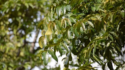 Azadirachta indica leaf in nature garden