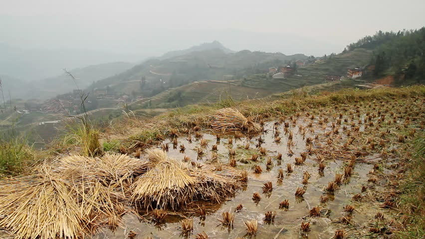 Terraced rice fields in mountains - Longsheng, Guangxi province, China.
