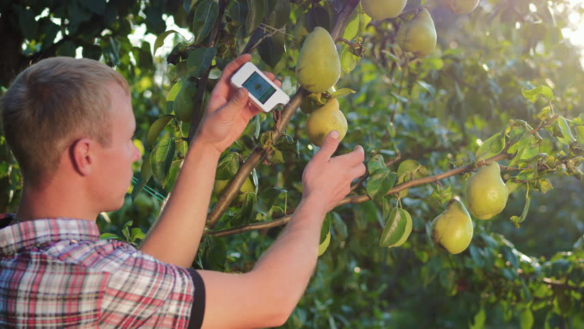 The man in the garden makes a measurement of the amount of nitrates in the pear by a portable digital device. Pear analysis for nitrates and radiation. Royalty-Free Stock Footage #30568654
