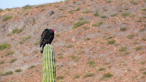 A turkey vulture sitting on top of a cactus in the desert stretching out his wings in the sun.