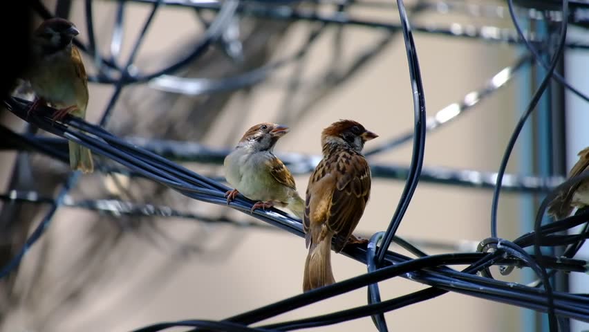 Birds on the wires