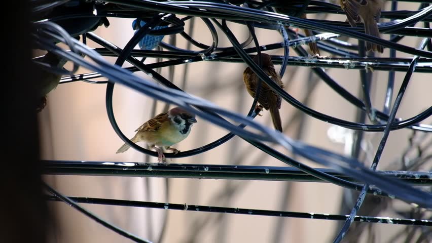 Birds on the wires
