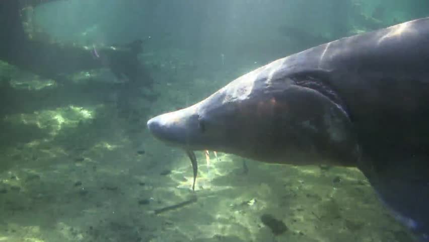 White sturgeon