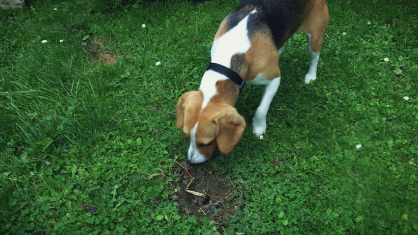 beagle eats poop