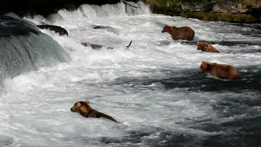 Brown bears fishing for salmon, Brooks Falls, Katmai National Park, Alaska,USA