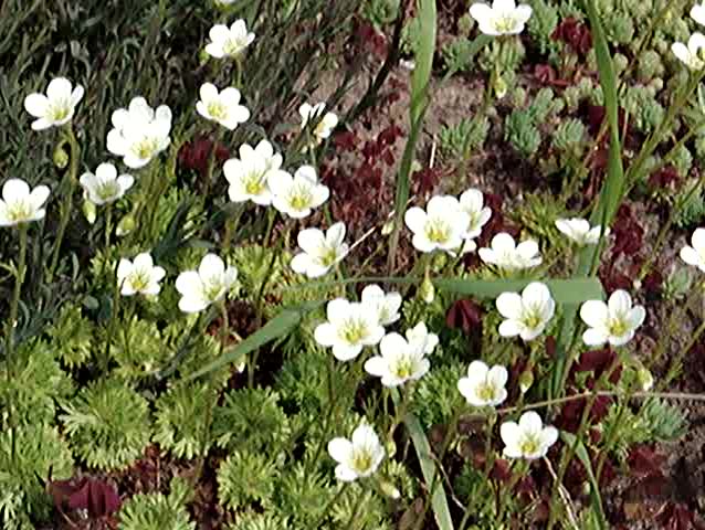 Flowers on a wind