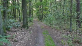 Soft sunlight filters between the branches and leaves of young trees. POV footage of walking in the forest. Smooth flycam/gimbal shot of sport activity.