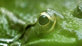 Macro view of frog with detailed close-up of the blinking eye in rainforest hiding in water - animal protection and environmental conservation green vivid colors in 4k UHD video