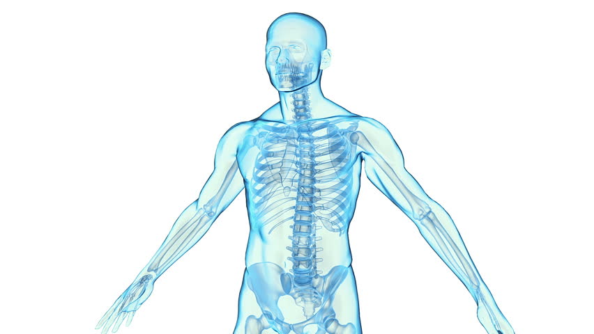visible body 3d human anatomy atlas free download