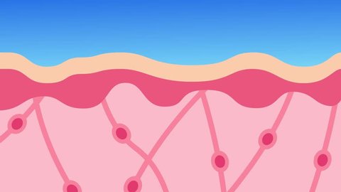 collagen in younger skin and aging graphic