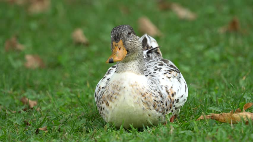 duck on meadow