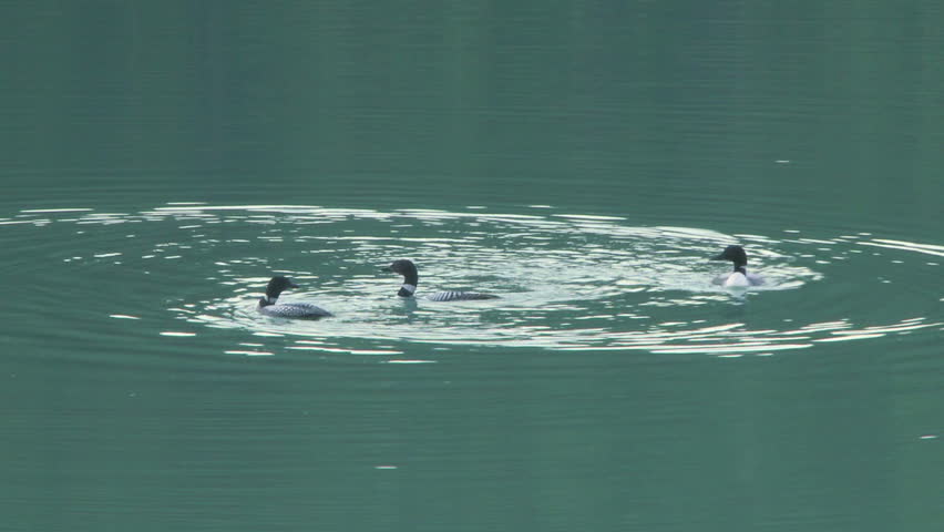 Trio of wild loons swimming playfully in an alpine lake in the Rocky Mountains