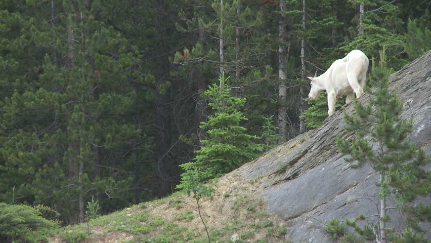Rocky Mountain Goat walking on a cliff