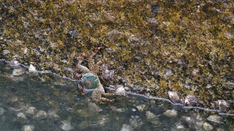 Crabs on wet stones in the sun against the sea background.Mottled crabs
