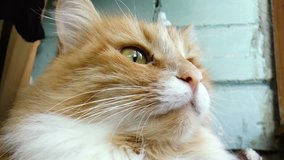 The video shows homemade pet beautiful purebred redhead cat close-up.