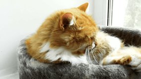 The video shows beautiful purebred redhead cat close-up.
