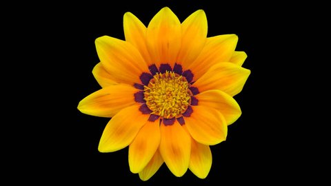 1080p time lapse macro shot with alpha channel, isolated from the background of a Gazania flower growing and blossoming/Gazania flower blossoming isolated 