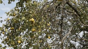Close-up organic pear on tree branches 3840X2160 UltraHD footage - Yellow Pyrus communis fruit against sky 2160p 30fps UHD video
