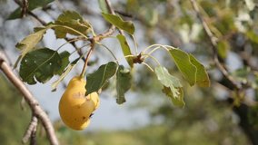 Shallow DOF Pyrus communis tree branches slow motion 1920X1080 HD footage - Tasty yellow organic pear fruit close-up slow-mo 1080p FullHD video