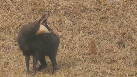 Kirks Dik Dik Madoqua Kirkii Is Video Stock A Tema 100 Royalty Free 1012262624 Shutterstock
