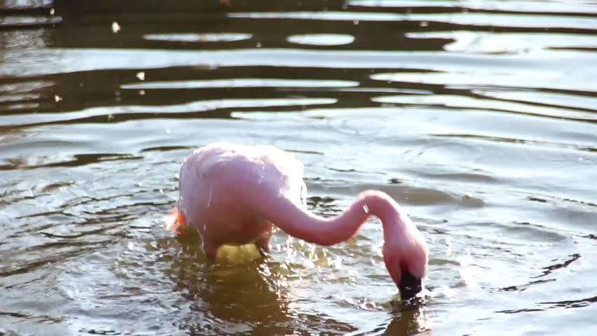 Flamingo in the water / Flamingo