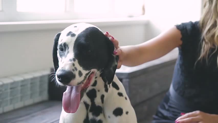 beautiful attractive girl in a black dress with a Dalmatian dog posing for a photographer in the studio