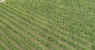 High Quality Aerial Video (Ultra HD) of vineyards. Location Asia