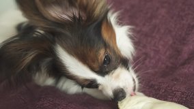 Papillon Continental Toy Spaniel puppy gnaws a dried leg of mutton stock footage video